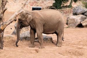 A view of an Elephant photo