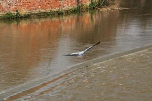 A view of a Heron photo