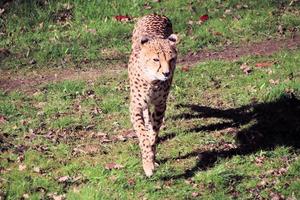 A view of a Cheetah photo