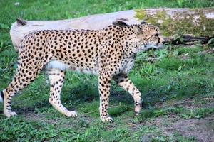 A view of a Cheetah photo