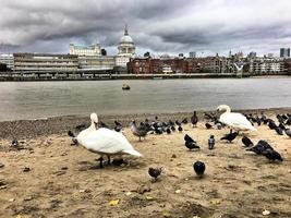 A view of St Pauls Cathedral across the river thames with birds in the foreground photo