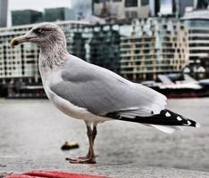 A view of a Seagull in London photo