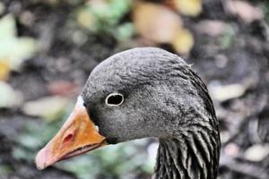 A view of a Greylag Goose photo