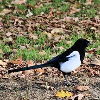 A view of a Bird photo