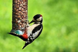 A view of a Bird photo