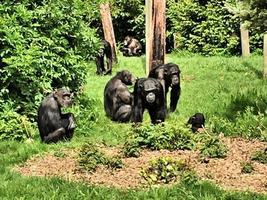 A view of some Chimpanzees photo