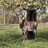 A view of an Antelope photo