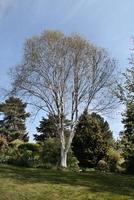 A view of a Tree photo