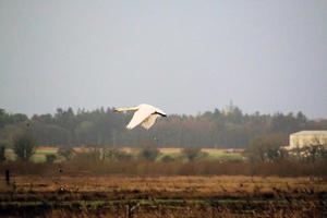 A view of a Whooper Swan at Martin Mere Nature Reserve photo