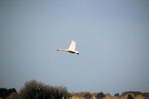 A view of a Whooper Swan at Martin Mere Nature Reserve photo