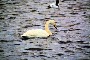 A view of a Whooper Swan at Martin Mere Nature Reserve photo