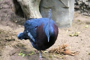 A view of a Bird in a tree photo