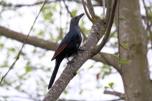 una vista de un pájaro en un árbol foto