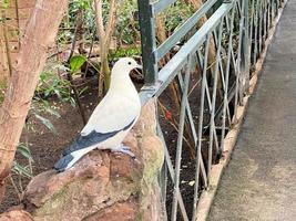 una vista de un pájaro en un árbol foto