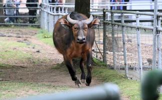 A view of a Buffalo photo