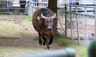 A view of a Buffalo photo