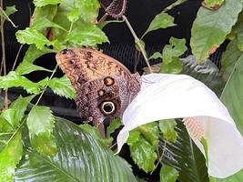 una vista de una mariposa foto