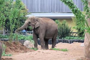 A view of an Elephant photo