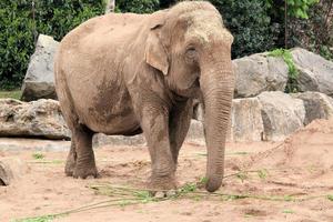 A view of an Elephant photo