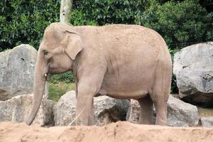 una vista de un elefante foto