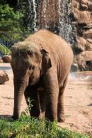 una vista de un elefante foto