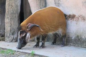 A view of a Red River Hog photo