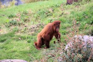 A view of an Oragutan photo