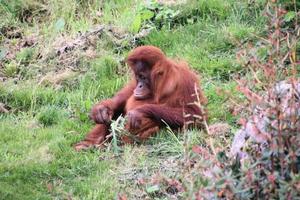 A view of an Oragutan photo