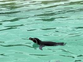 A view of a Penguin photo