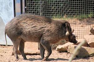 A view of a Wart Hog photo