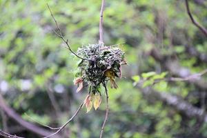 A view of a Weaver Bird photo