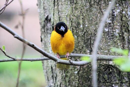 A view of a Weaver Bird photo