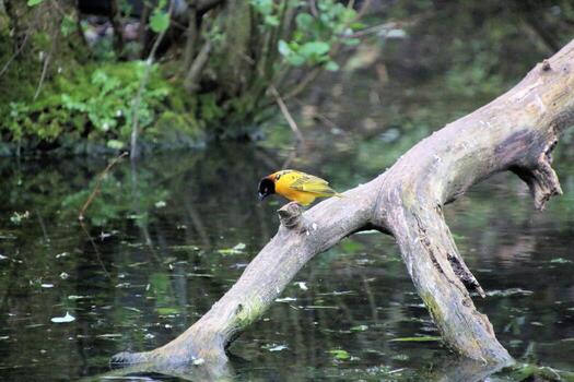 A view of a Weaver Bird photo