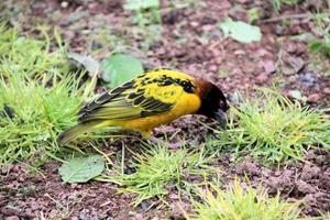 A view of a Weaver Bird photo