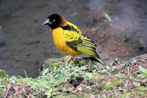 una vista de un pájaro tejedor foto