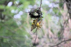 A view of a Weaver Bird photo