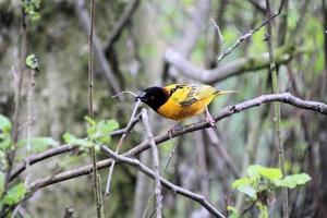 A view of a Weaver Bird photo