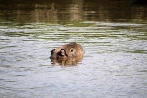 A Capybara in the water photo