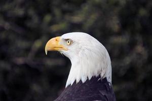 A view of an American Bald Eagle photo