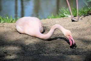 A view of a Flamingo photo