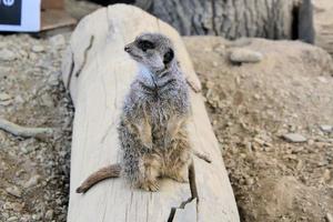 A view of a Meerkat photo