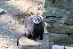 A view of a Pine Martin photo