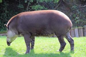 A view of a Tapir photo