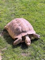 A view of a Tortoise photo