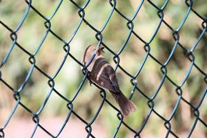 A view of a Robin photo