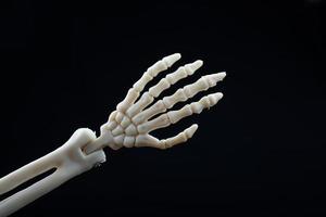 Human skeleton hand anatomy model. Medical clinic concept.