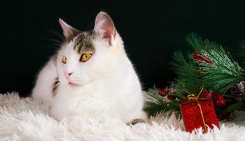 gato doméstico blanco sentado cerca de regalos y decoraciones de navidad. bandera de vacaciones de invierno foto