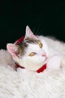 Vertical banner with Cute white cat wearing red scarf lying near christmas decorations. Greeting winter holidays card photo