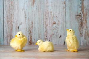 banner de pascua minimalista con pollos amarillos sobre fondo de madera azul.feliz concepto de pascua.lugar para el texto foto