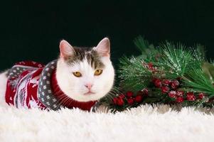 pancarta de saludos de navidad o año nuevo con un lindo gato blanco y atigrado con suéter rojo sentado cerca de ramas de pino. banner con lugar para texto foto